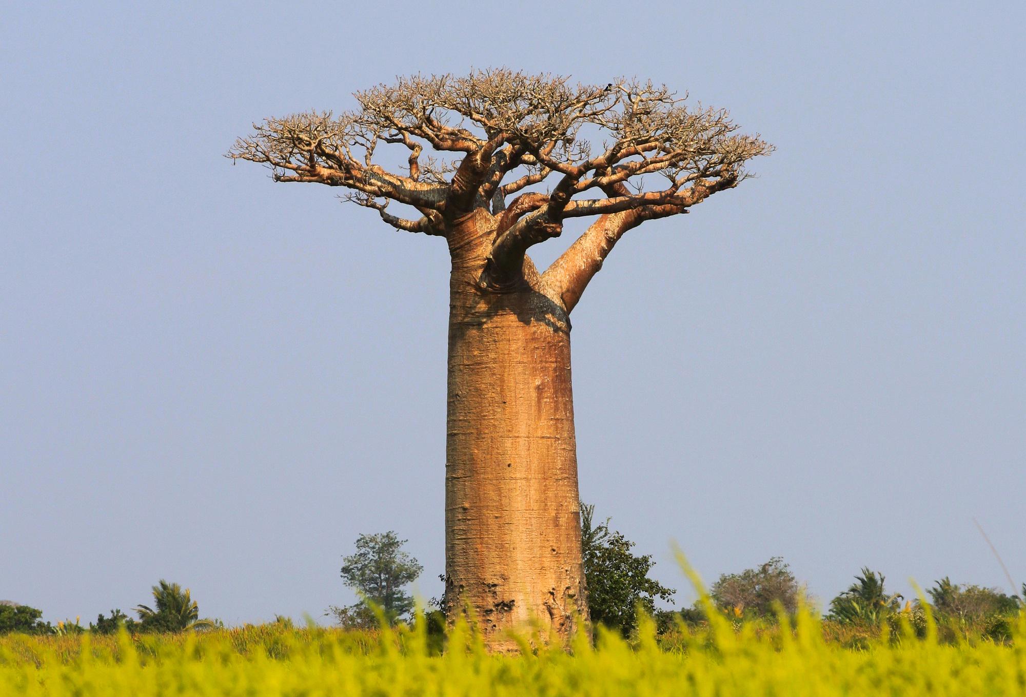 BigBaobab