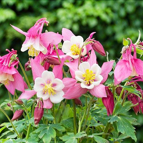 Аквилегия Spring Magic Rose White (8309) - фото 2