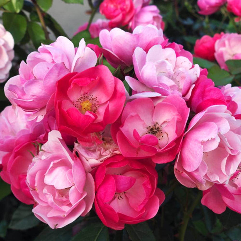 Саджанець троянд флорибунда Анжела (14966117)