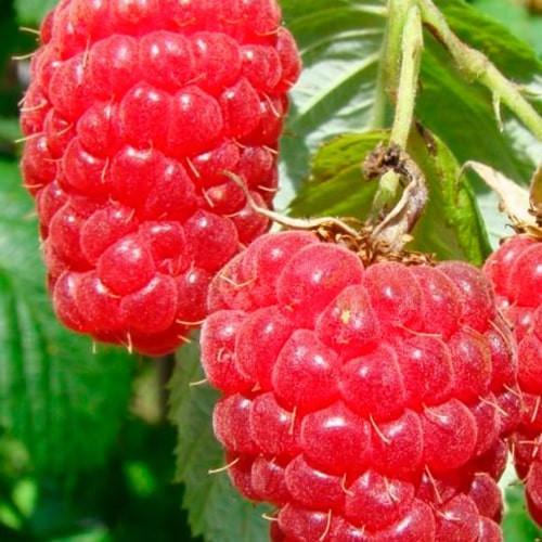 Саджанець Малина Маросійка (176763)