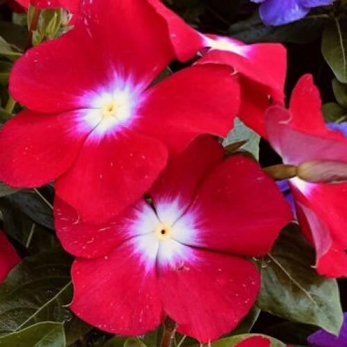 Семена цветов Катарантус розовый Solar Avalanche F1 cherry brilliant eye Hem Genetics 1000 шт. (BN11089)