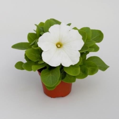 Семена цветов Петуния крупноцветная Espresso Grande White Floranova 50 шт. (BN07850-3)