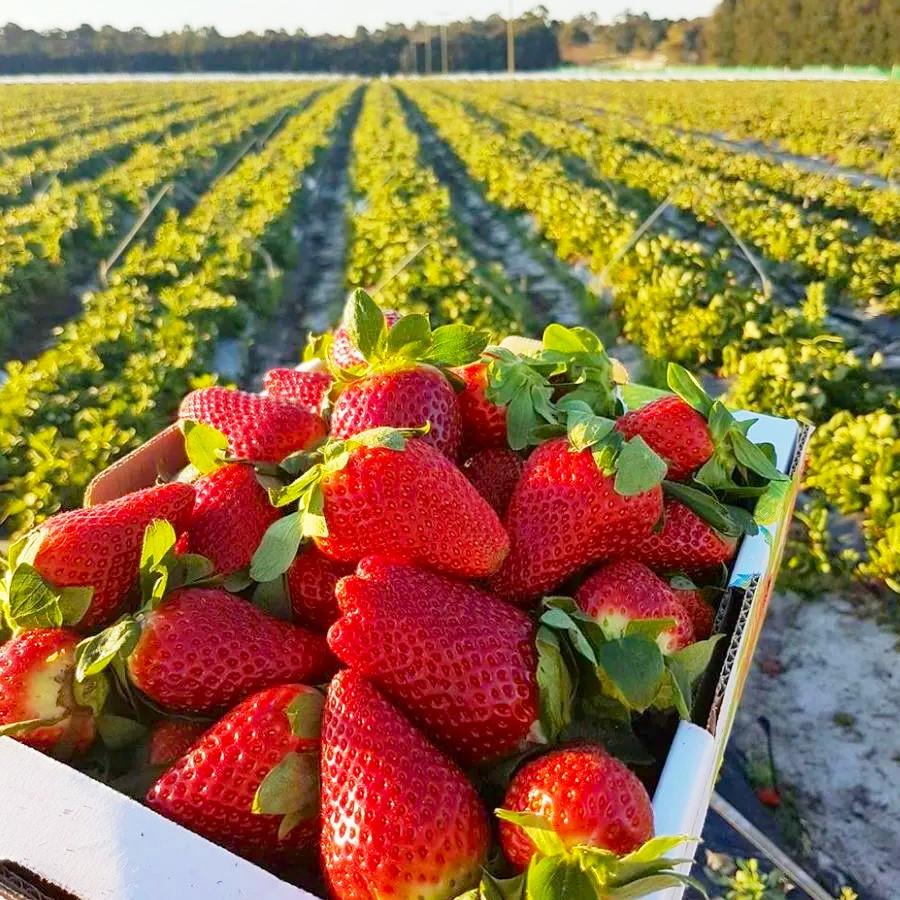 Саженец клубники Verdi средне-ранняя (1541797381) - фото 5