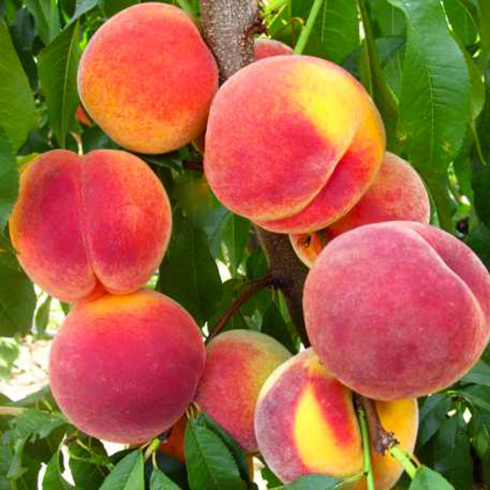 Саженец персика Топ Свит Т5 2 летний (14965886) Саженец персика Топ Свит Т5 2 летний (14965886)