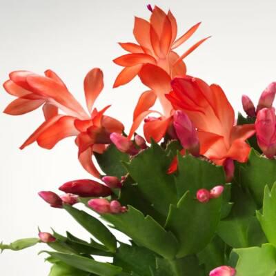 Шлюмбергера 12/25 см (29751275) - фото 3 Шлюмбергера 12/25 см (29751275) - фото 3