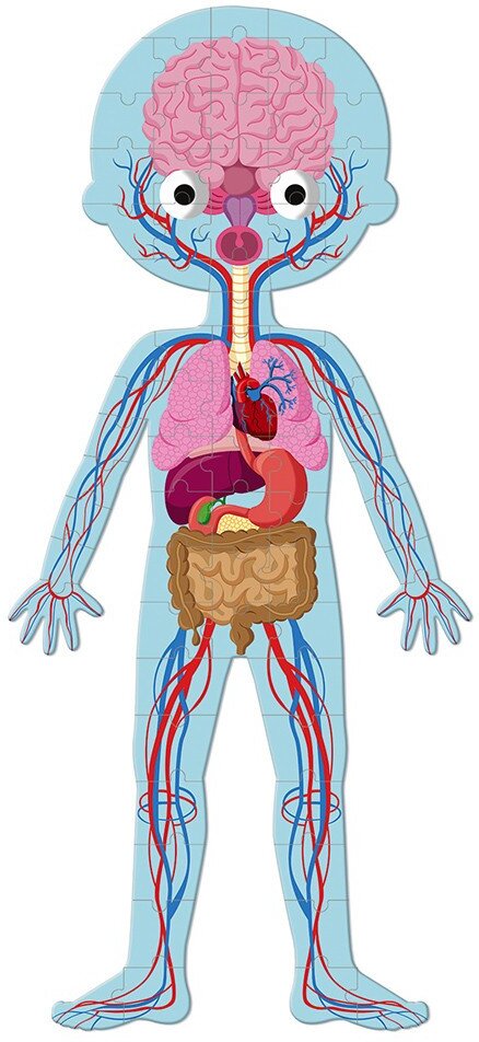 Пазл Janod Тело человека (J02681) - фото 3