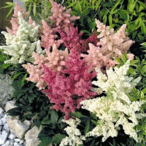 Семена цветов Астильба Astary Mix Benary 500 шт. (BN04088-2)