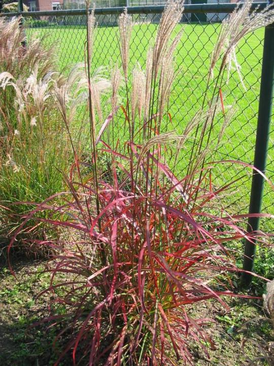 Саженец Мискантус Ротер Пфейл Miscanthus Roter Pfeil 1 шт.