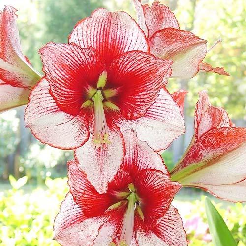 Амариллис Florium Showmaster (6836) - фото 2 Амариллис Florium Showmaster (6836) - фото 2