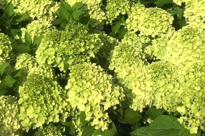 Саженец гортензии метельчатой Hydrangea paniculata Mojito Р9 (1646407416) - фото 2