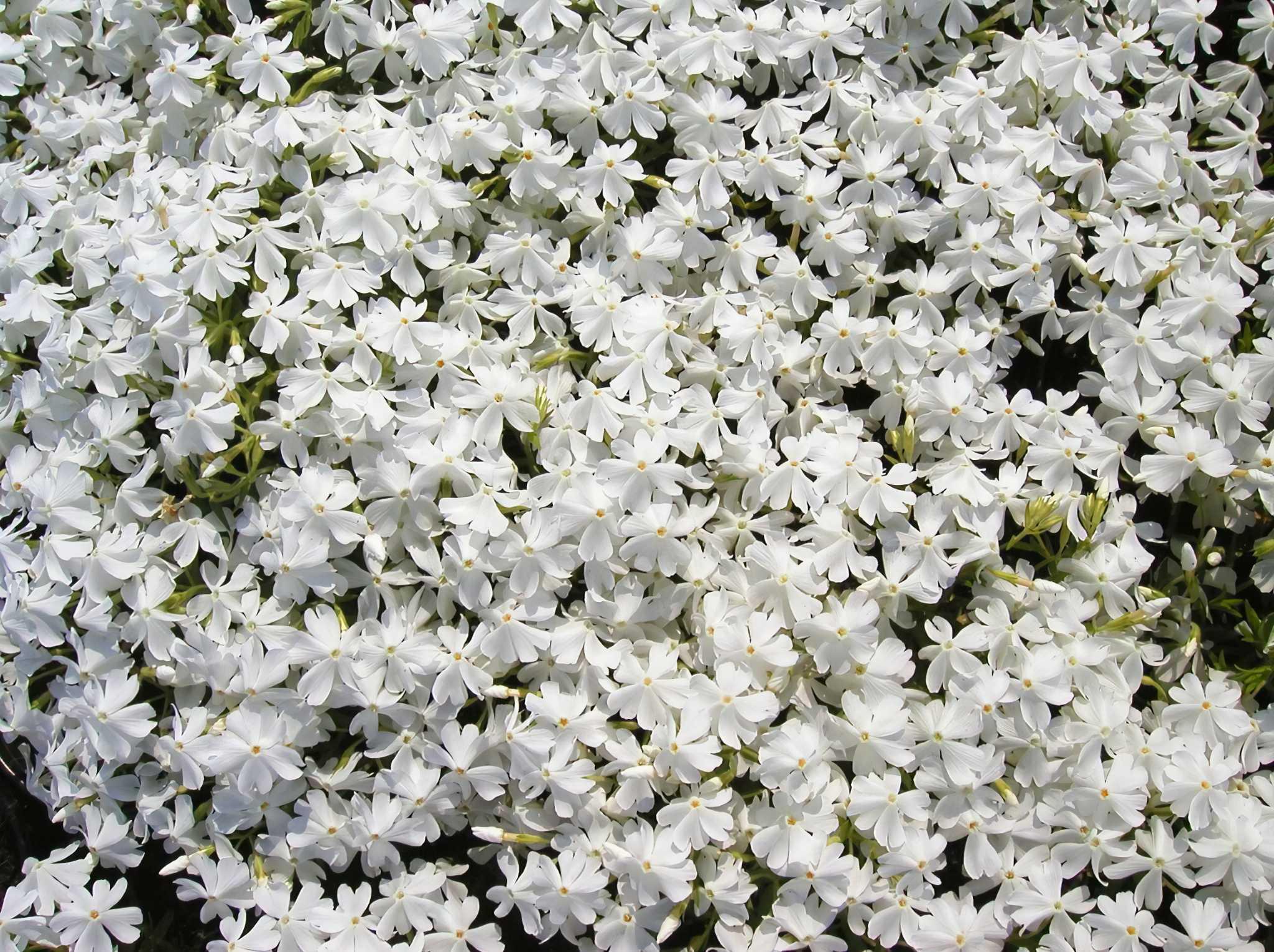 Флокс шиловидний Dobrodar Calvides White 1 шт. (38289137)