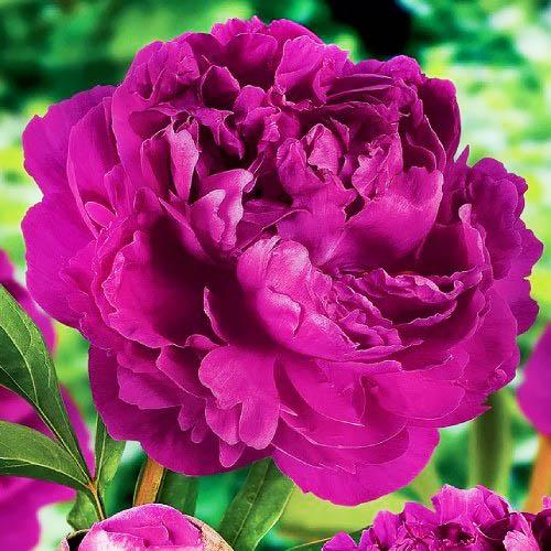 Пион Florium Victoire de la Marne (3767)