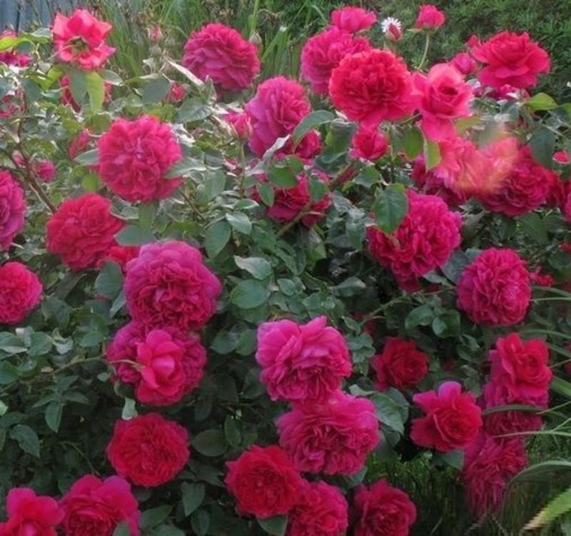 Роза Velet Thе Dark Lady в контейнере (2558773515)