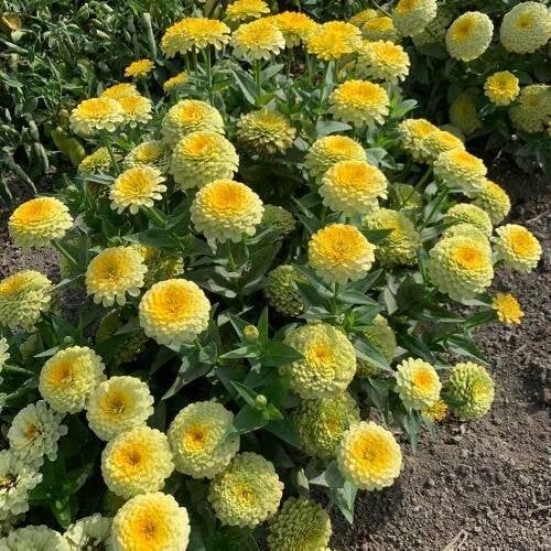 Семена цветов Farao Циния Rosetta Lemon to Yellow 50 шт. (BN12867-3)