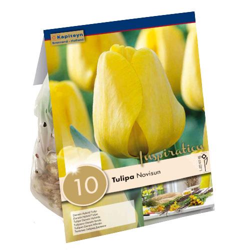 Тюльпан Florium Novisun брендовые луковицы Kapiteyn (18266)
