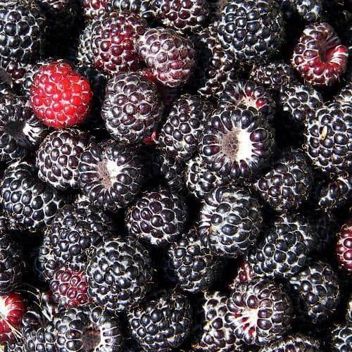 Сажанец Черная малина Бристоль Bristol средний срок созревания (43961)