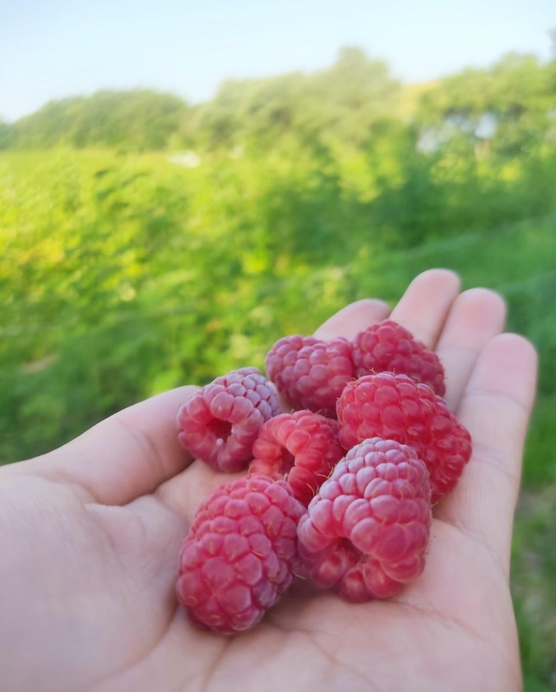 Саджанці малини 50 шт. (8632) - фото 5 Саджанці малини 50 шт. (8632) - фото 5