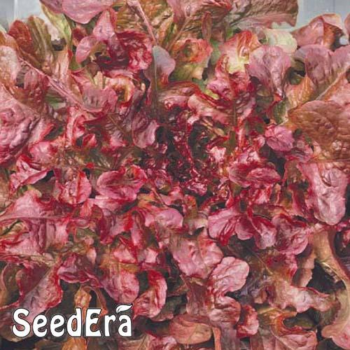 Семена Салат Florium листовий Дубовий бордовий (16804)