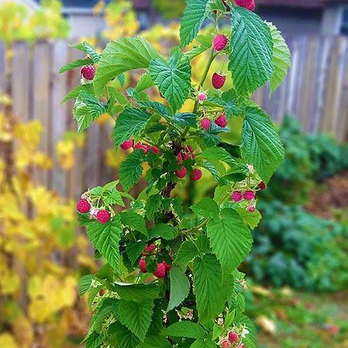 Сажанец Малиновое дерево Сказка (25801)