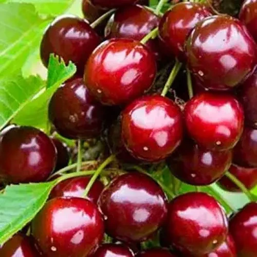 Саджанець середньостиглої колоновідної черешні Сільвія (2072788393)