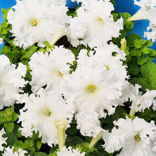 Семена Петуния Крайковый завой F1 Florium