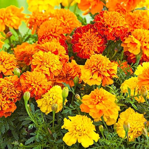 Семена Бархатцы Дискавери смесь Florium
