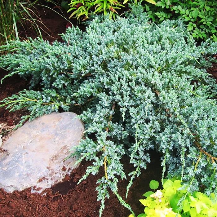 Саджанець ялівцю лускатого Juniperus squamata Blue Carpet Р9 (645170876) - фото 3