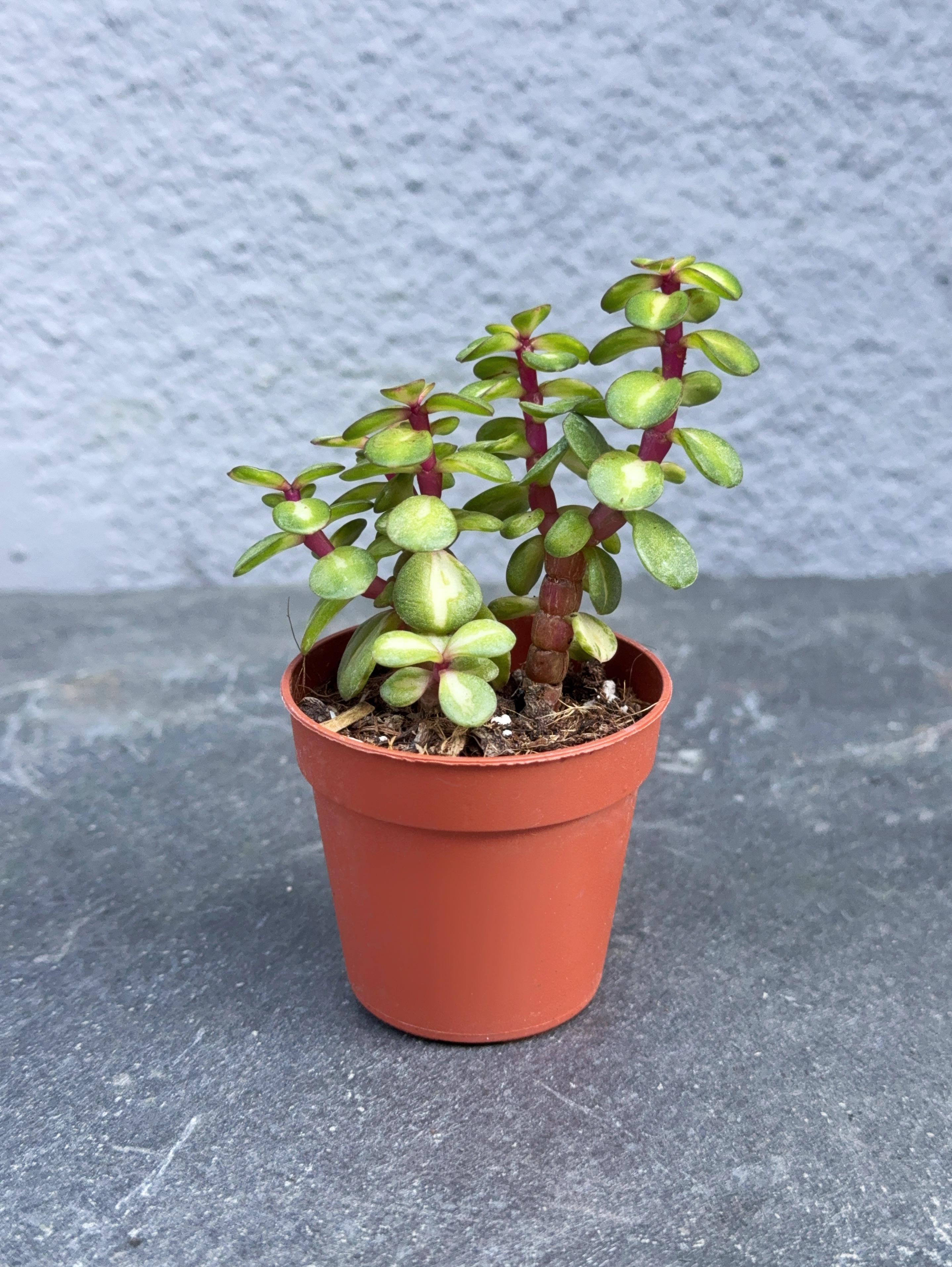 Сукулент Портулакария Афра Медиопика Portulacaria Afra Meiopicta 5 см