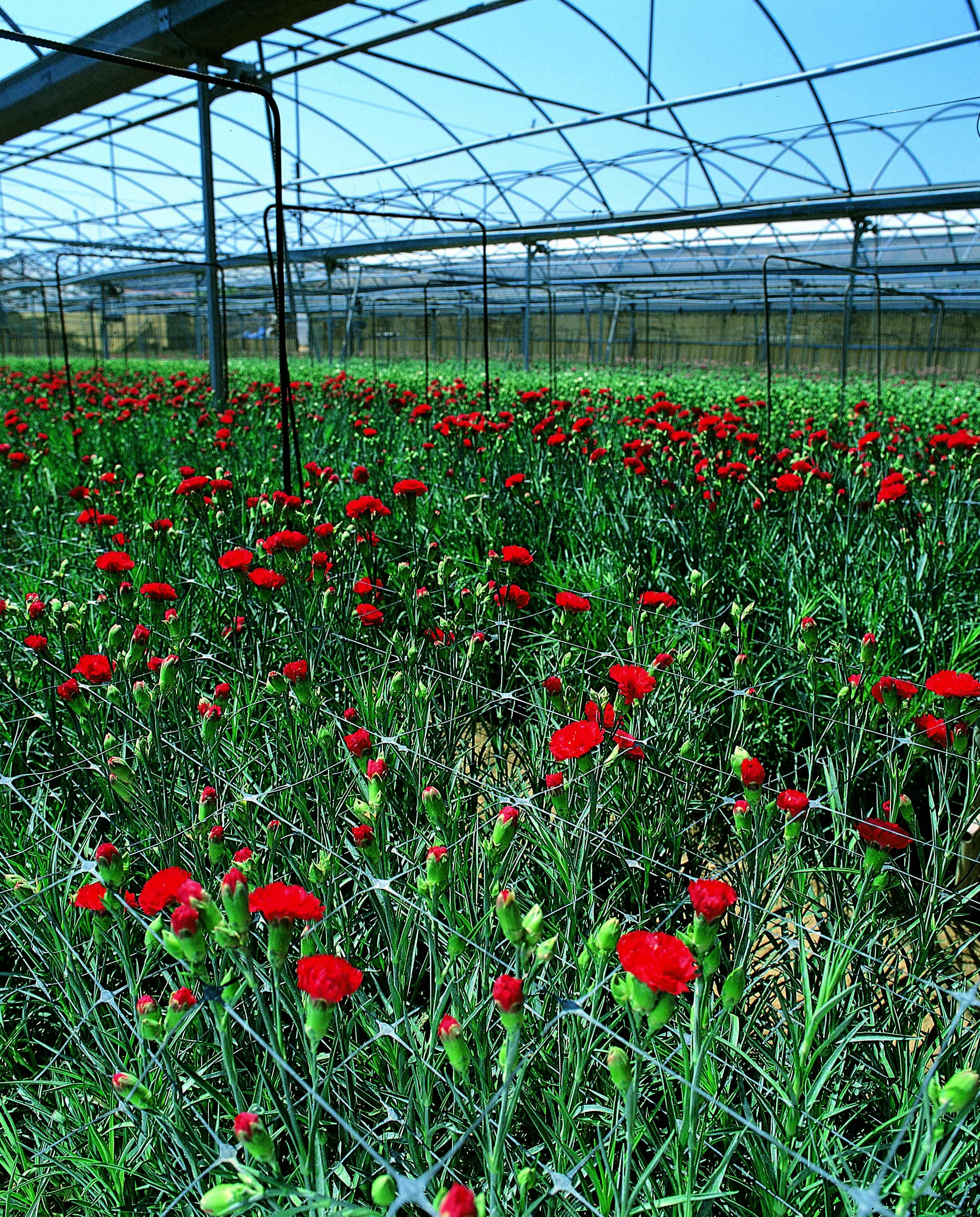 Сетка шпалерная для огурцов AgroStar 1,7x500 м ячейка 15x17 см (652) - фото 9 Сетка шпалерная для огурцов AgroStar 1,7x500 м ячейка 15x17 см (652) - фото 9