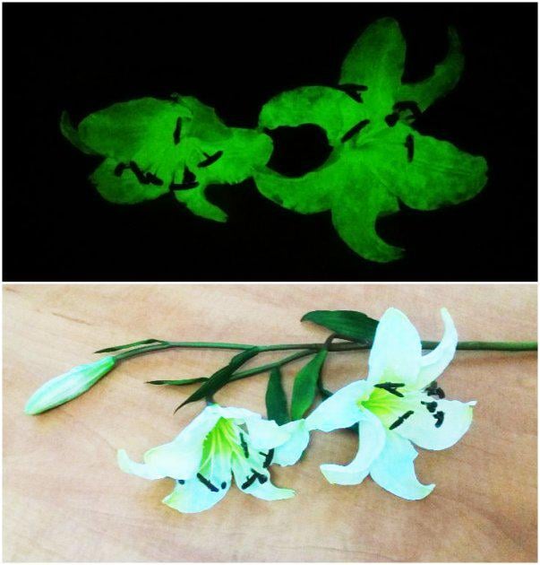 Светящаяся краска Noxton for Flowers для живых цветов 0,5 л Розовый (103803972) - фото 8 Светящаяся краска Noxton for Flowers для живых цветов 0,5 л Розовый (103803972) - фото 8