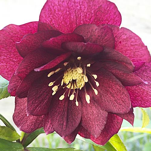 Морозник Florium Red Double (18109) - фото 2