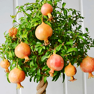 Саженец комнатного Граната Карфаген скороспелый Р9 (1509778073)