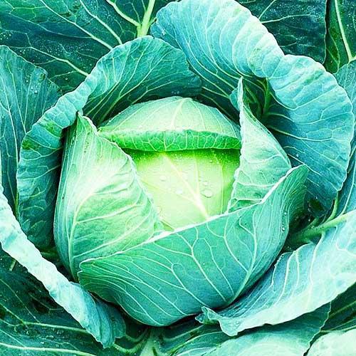 Насіння Капуста Florium Білокочанна Анкома F1 (3352) - фото 2 Насіння Капуста Florium Білокочанна Анкома F1 (3352) - фото 2