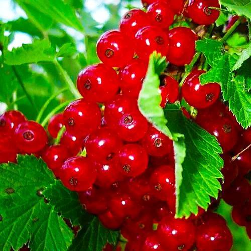 Сажанець Порічка смородина червона Львів'янка середньо-ранній термін дозрівання сорт високостійкий до хвороб (19919)