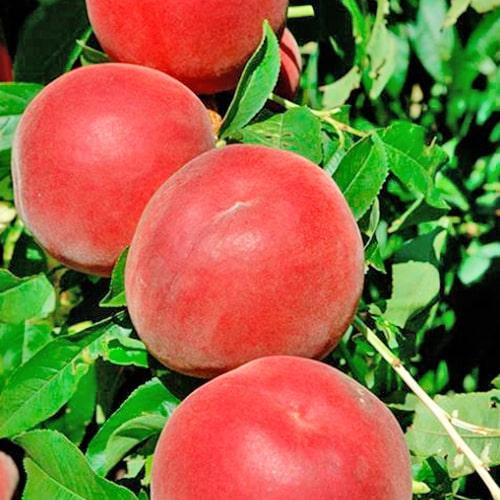Сажанец Персик Шугар Тайм летний сорт ранний срок созревания (51424)