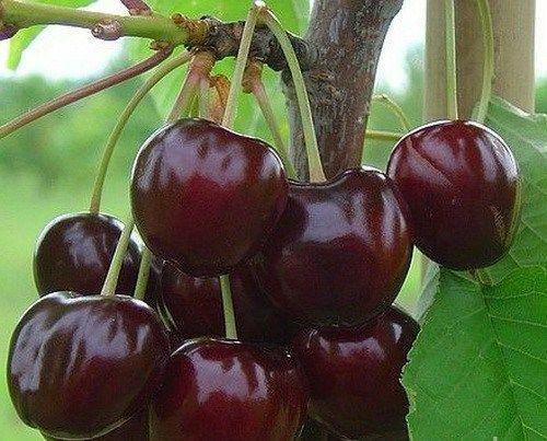 Саженец Черешня Ярославна 1 шт.