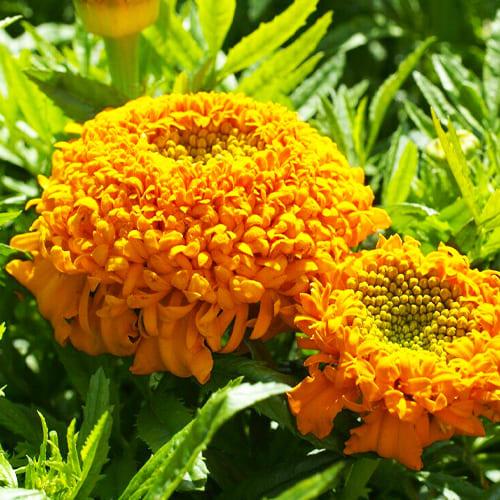 Семена Бархатцы Florium Купидон смесь (3378)