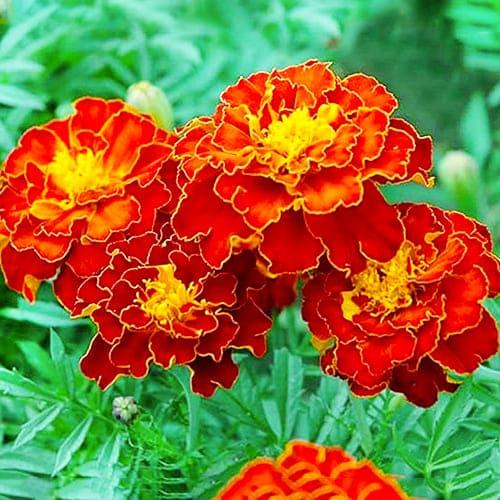 Семена Бархатцы Красная Брокада Florium - фото 2 Семена Бархатцы Красная Брокада Florium - фото 2