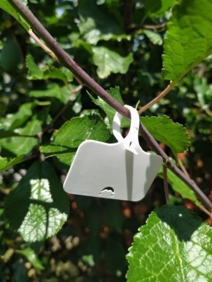 Таблички-бірки садові 10 шт. Білий (304014) - фото 2 Таблички-бірки садові 10 шт. Білий (304014) - фото 2