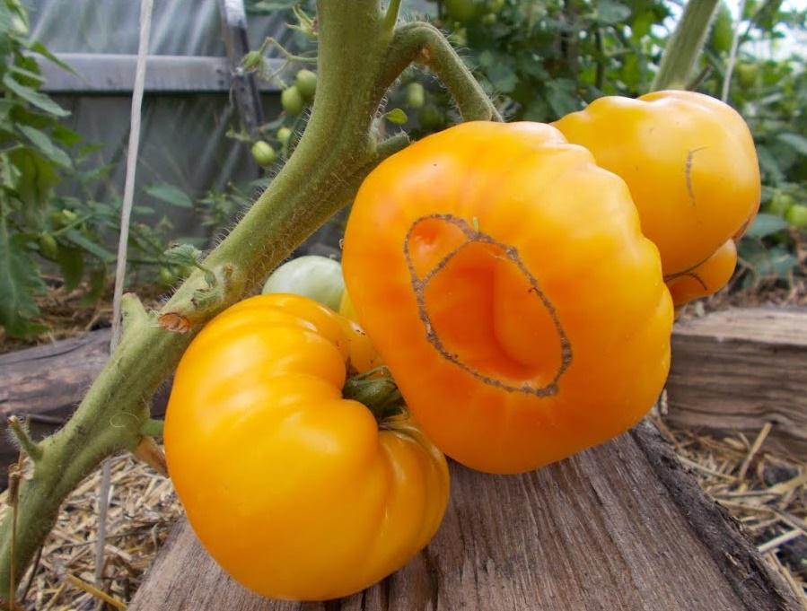 Семена Томат Микадо желтый  0,1 г 50 шт.  среднеспелый высокорослый (RS-02048)