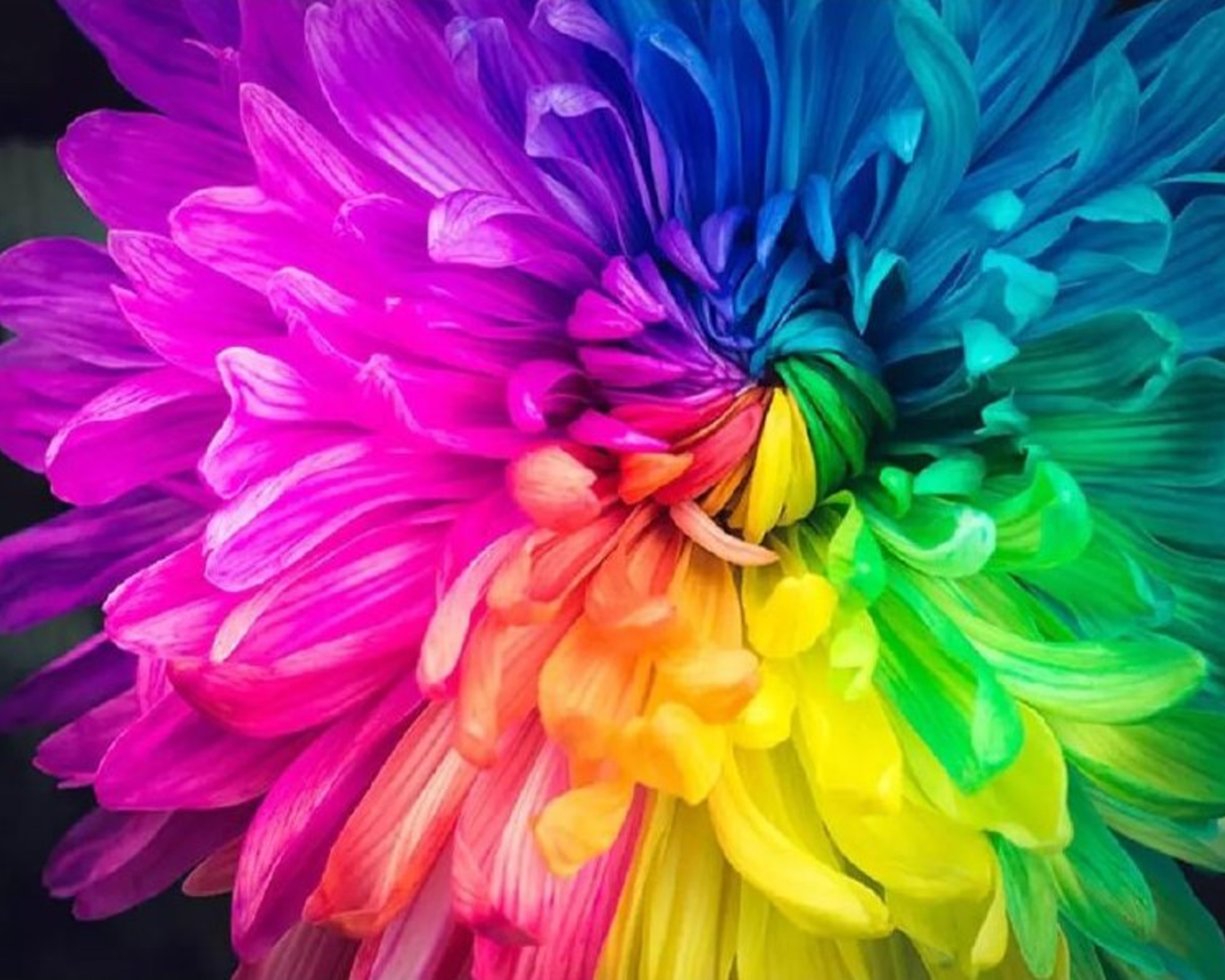 Набор алмазной мозаики Хризантема без подрамника 40х50 см (АЛМ-146)