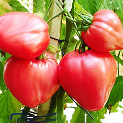 Семена Томат Florium Бичаче серце Рожевий (17276)