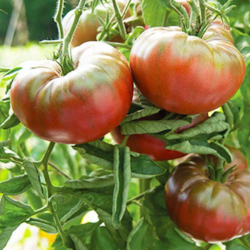 Семена Томат Florium Жираф (12318)
