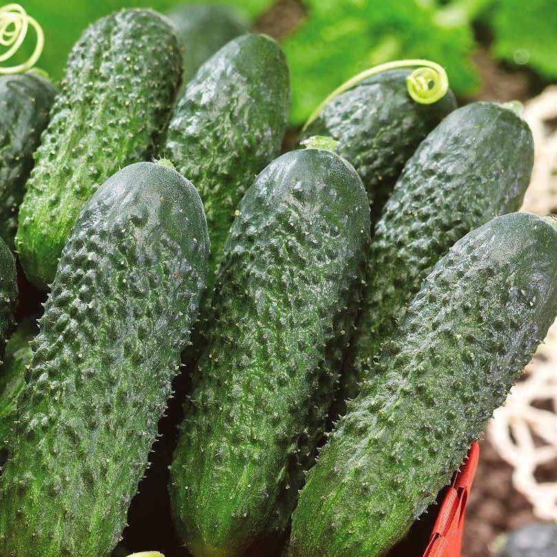 Семена огурца Директор F1 Nunhems 20 шт. (1746862306)