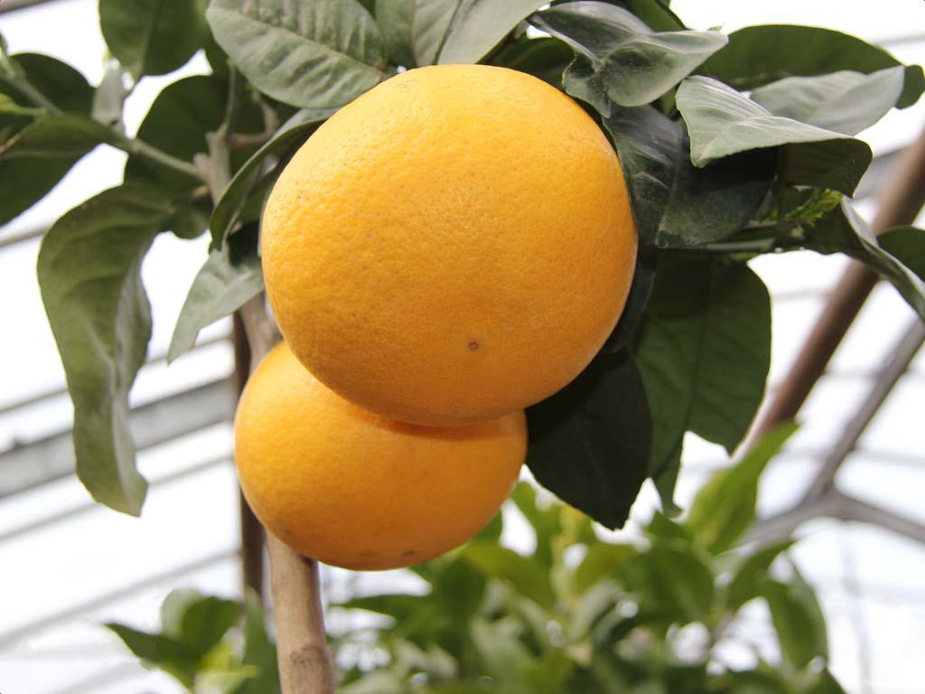 Грейпфрут Стар Руби Citrus paradisi Star Ruby (38284017)