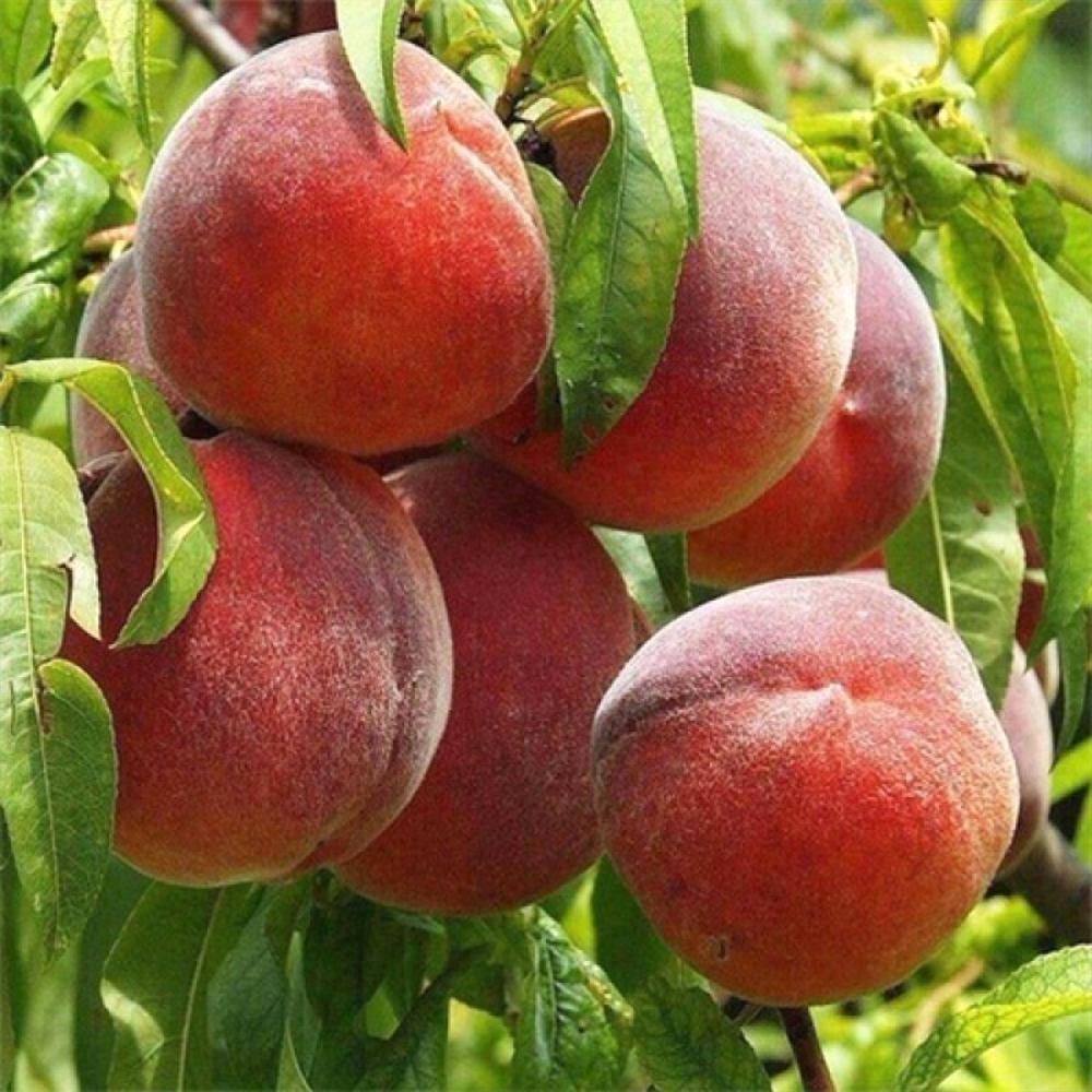 Саженец персика Флемминг Фьюри 2 летний (14965891)