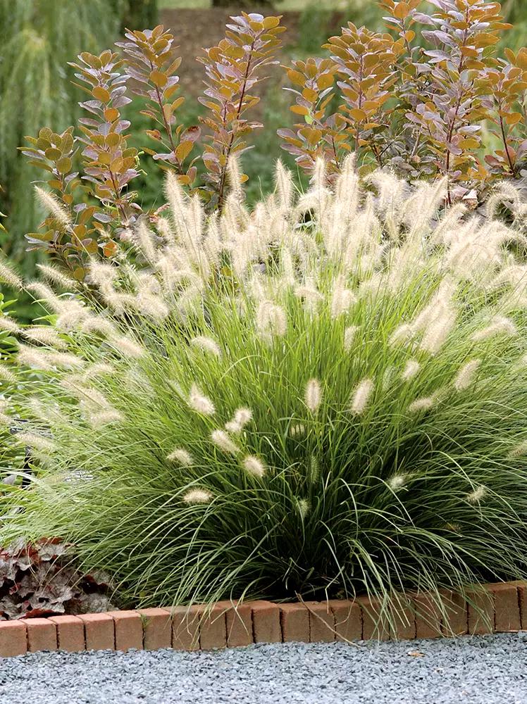 Сажать Pennisetum Hameln С1 (2-71)