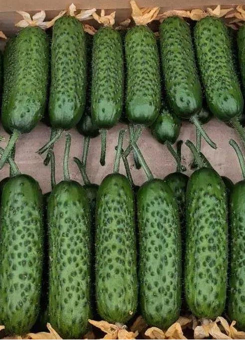 Насіння Rijk Zwaan огірка Ілонара F1 10 шт. (2905247501)