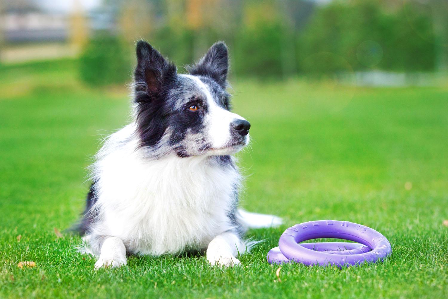 Тренировочный снаряд для собак Puller Midi 19,5 см (6488) - фото 9