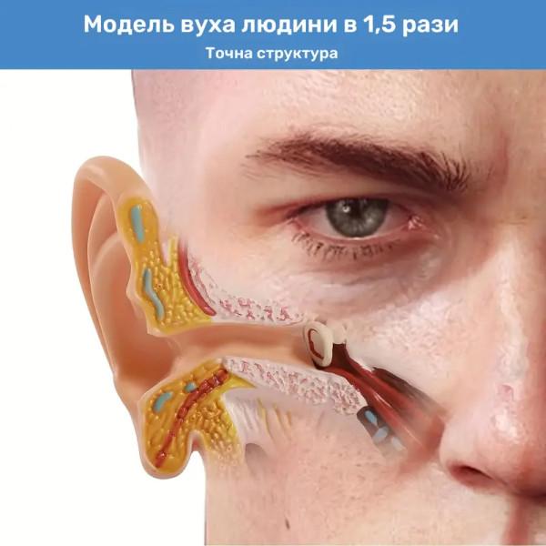 Модель анатомическая уха человека увеличение 1,5х из ПВХ для медицинского обучения - фото 3 Модель анатомическая уха человека увеличение 1,5х из ПВХ для медицинского обучения - фото 3